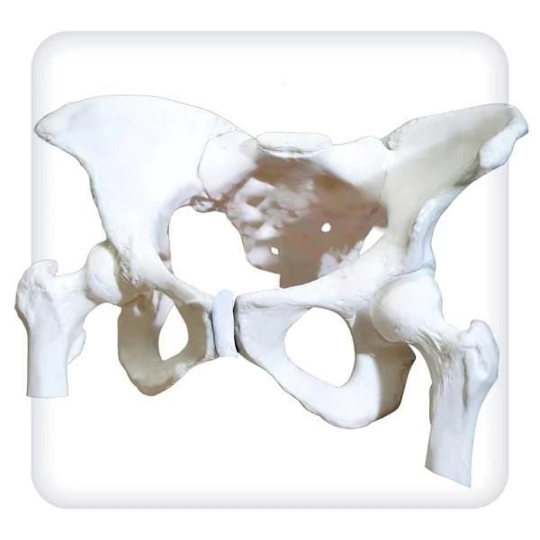 Модель женского таза